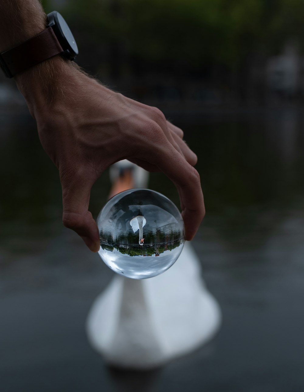 white swan seen through a clear glass ball