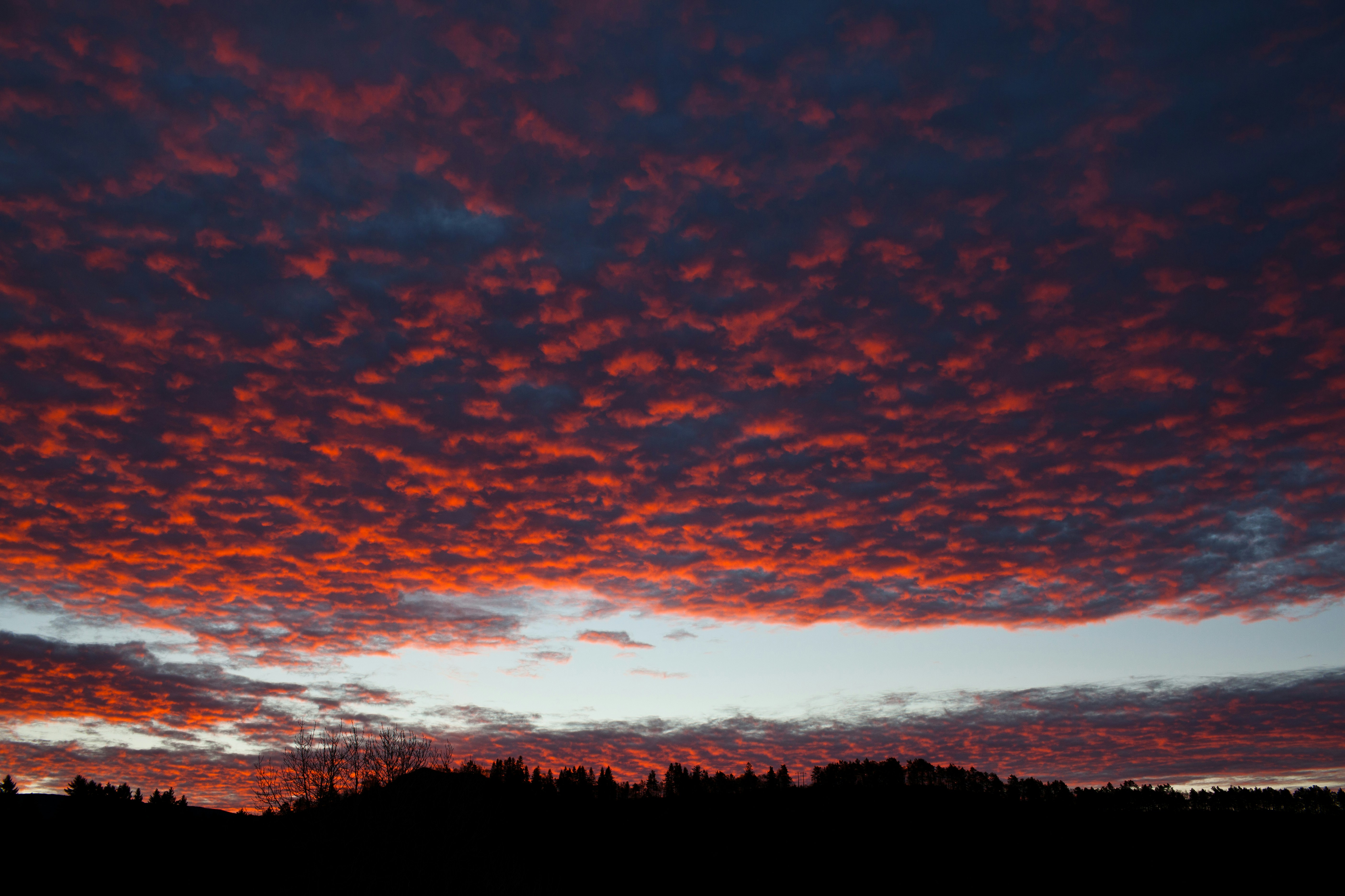 silueta de árboles bajo el cielo rojo