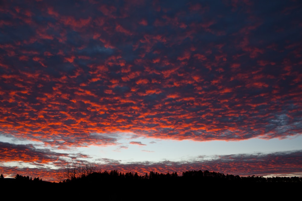 silhouette of trees under red sky