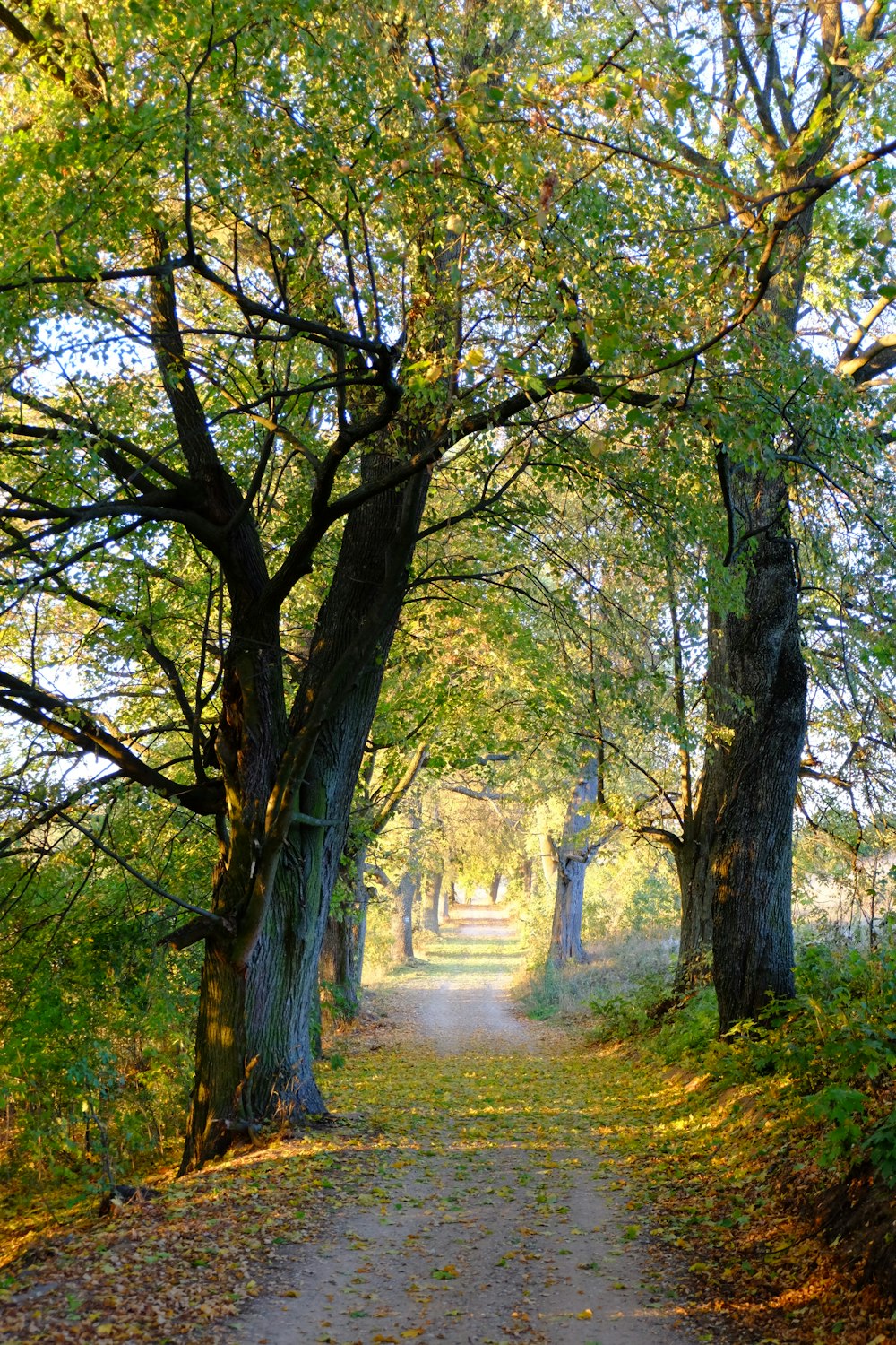 dirt road beside trees during day