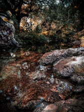 A calm forest landscape at dusk with gentle streams and rustling leaves.