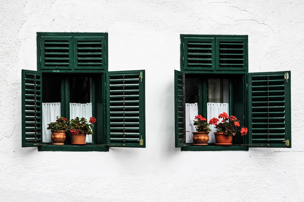 plants with pots on opened green windows