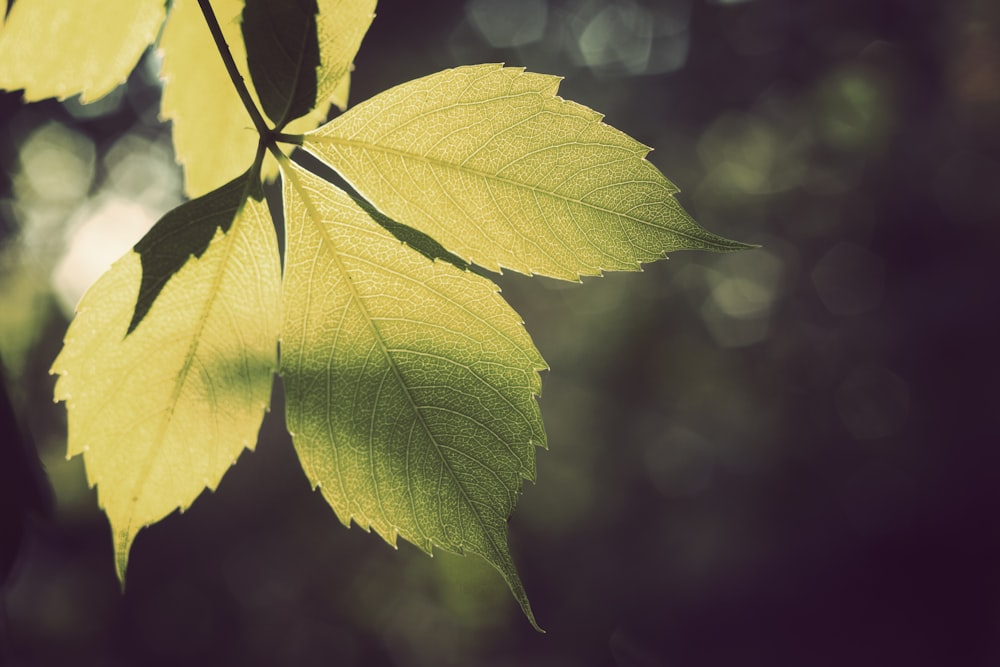 selective focus photography of green leaf