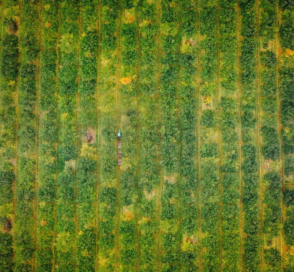 an aerial view of a lush green field