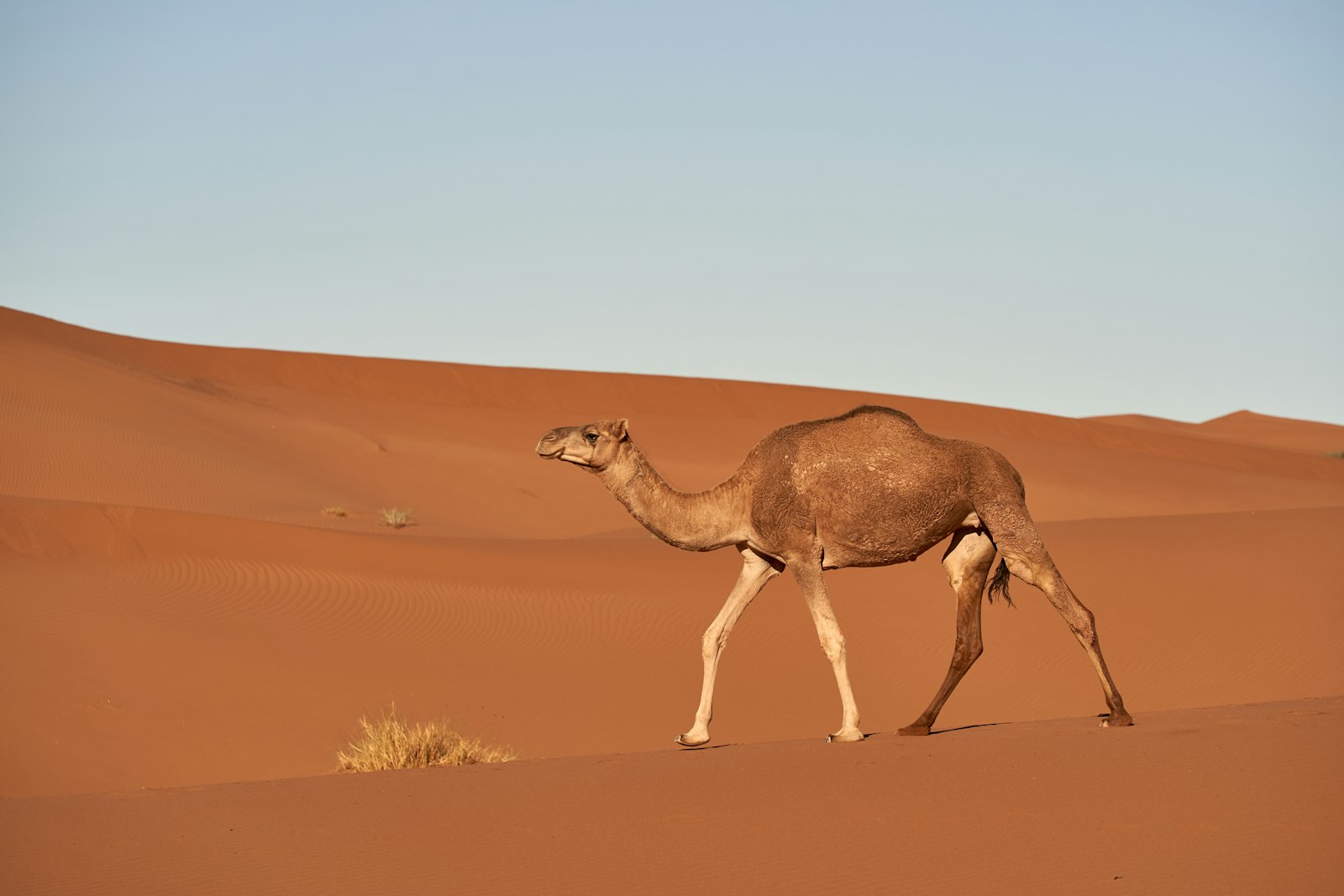 Sony a7 III + Sony FE 70-300mm F4.5-5.6 G OSS sample photo. Camel on desert photography