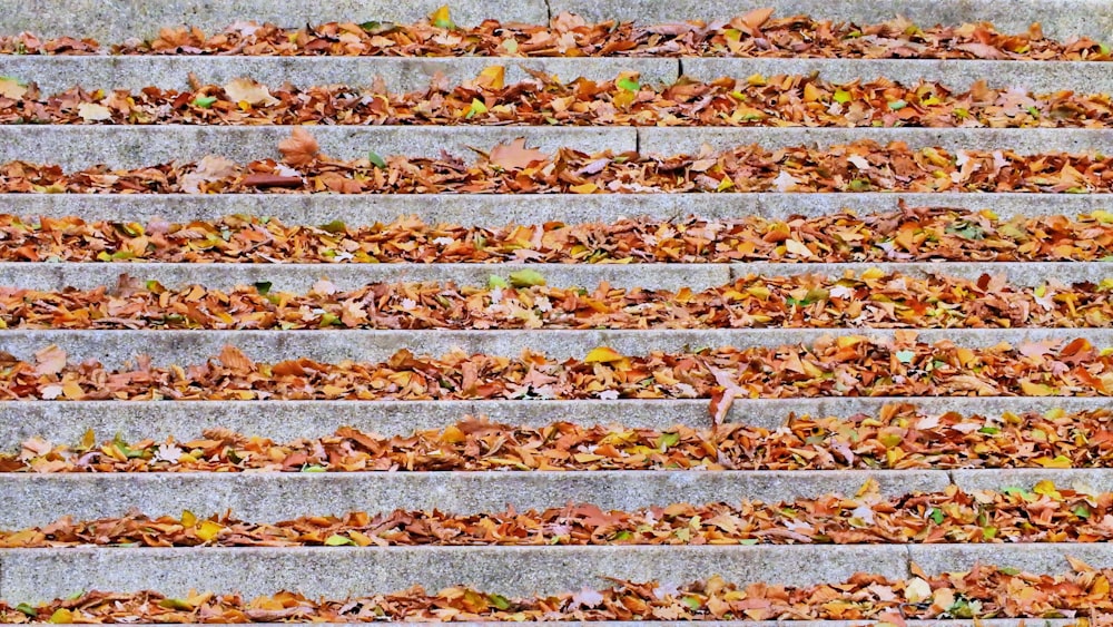feuilles séchées sur des escaliers en béton gris