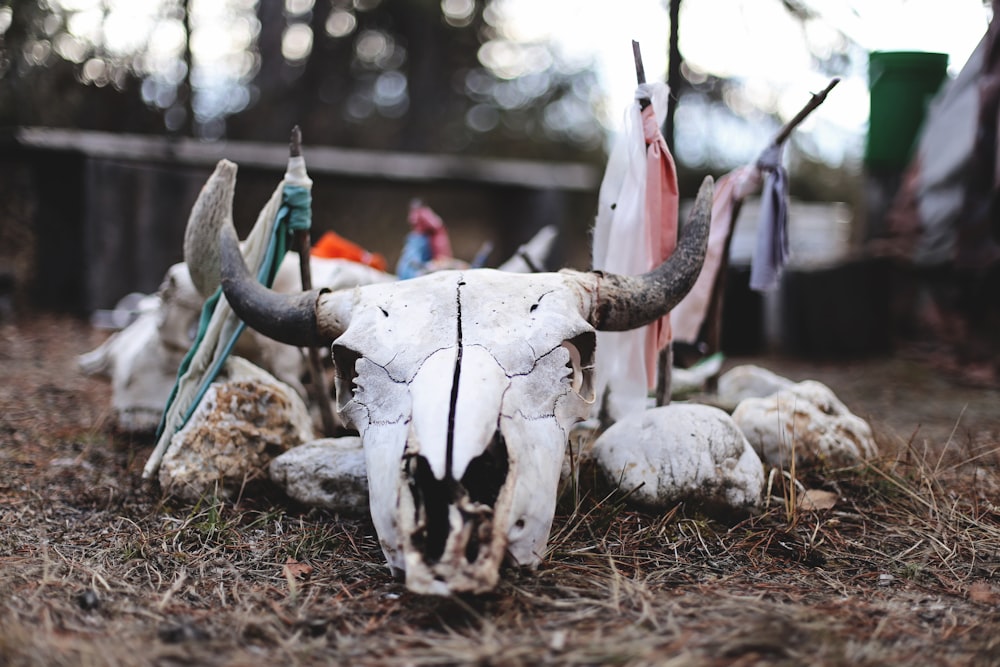 white and gray antler wall decor