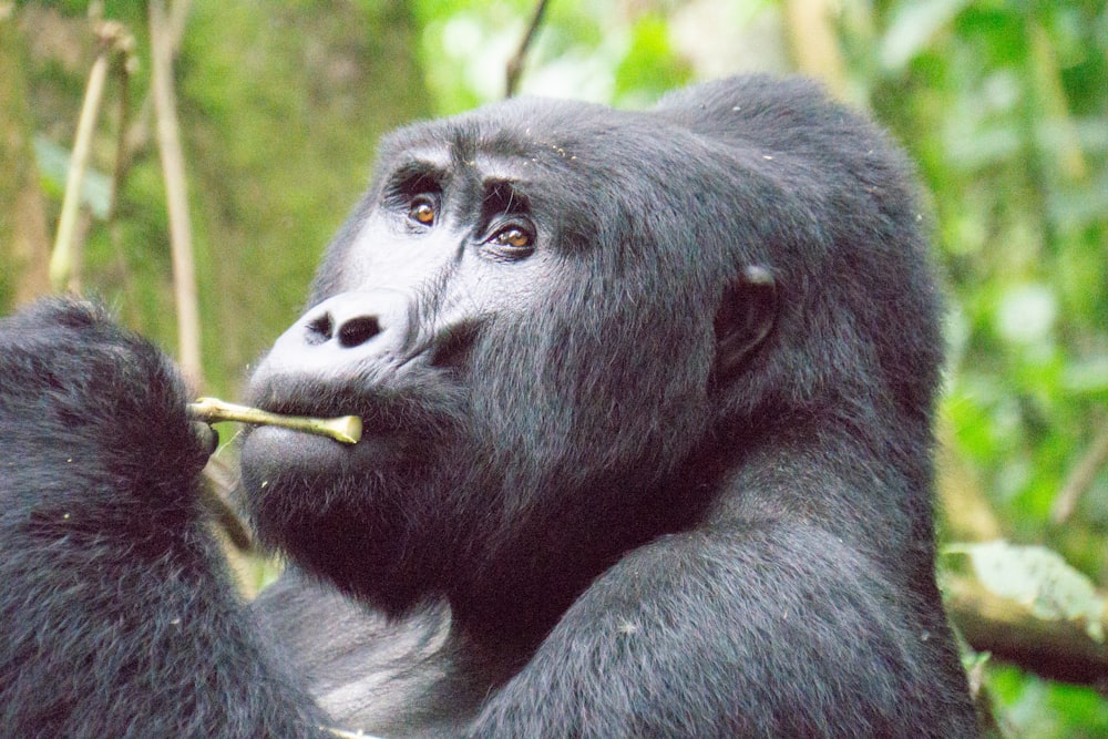 black gorilla eating plant on outdoors