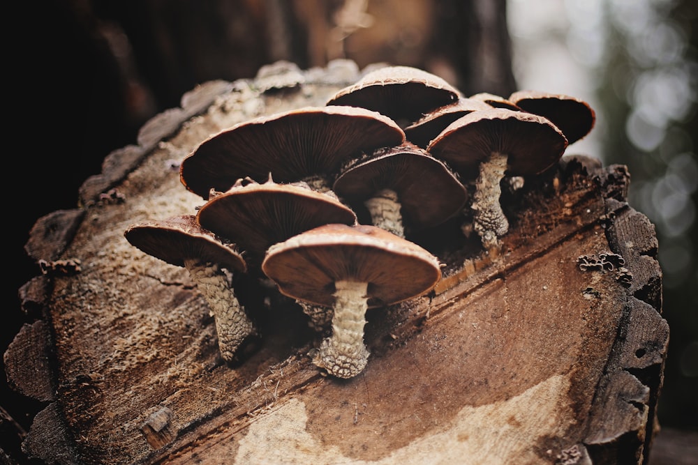 selective photography of mushrooms on tree trunk