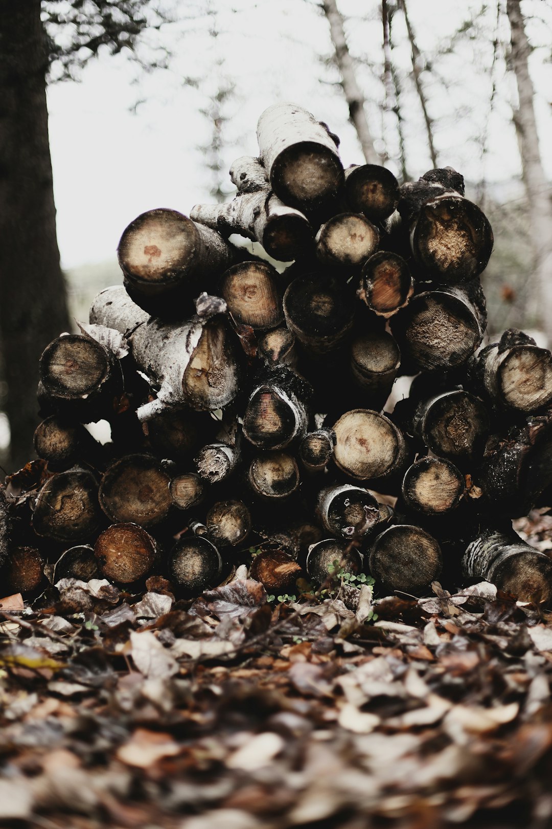 selective focus photography of firewood