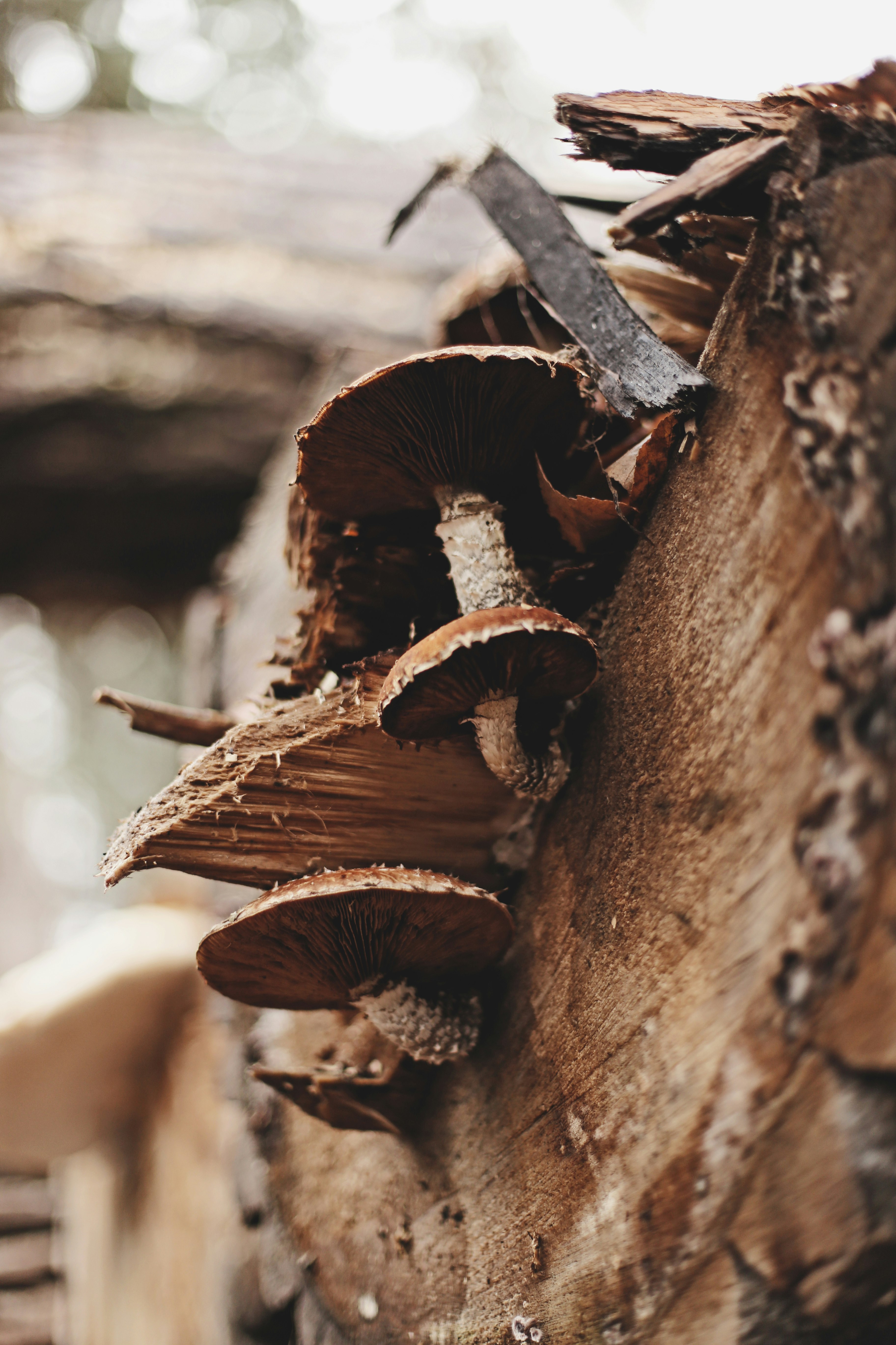 brown mushroom on tree