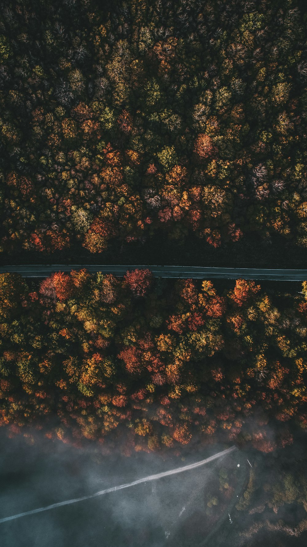 Photographie aérienne de la chaussée et des arbres