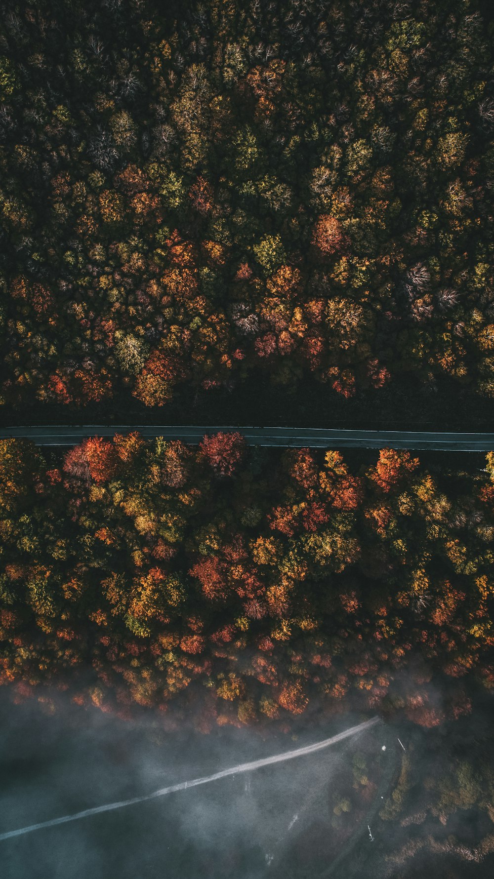 道路や樹木の航空写真