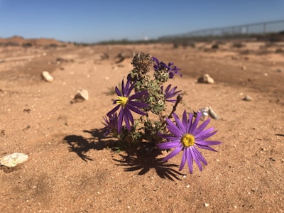 purple daisies in bloom during daytime