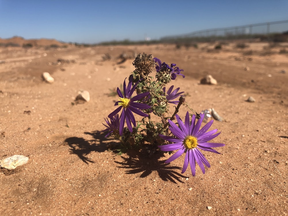 purple daisies in bloom during daytime