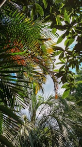 A dense canopy of various tropical palm leaves, interspersed with patches of sunlight filtering through, creating a vibrant mixture of green and some hints of yellow and red. The sky peeks through the foliage, contributing a backdrop of blue and white from the clouds. The scene is lush and rich with overlapping textures of leaves.