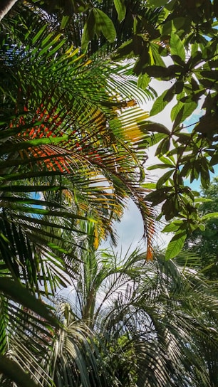 A dense canopy of various tropical palm leaves, interspersed with patches of sunlight filtering through, creating a vibrant mixture of green and some hints of yellow and red. The sky peeks through the foliage, contributing a backdrop of blue and white from the clouds. The scene is lush and rich with overlapping textures of leaves.