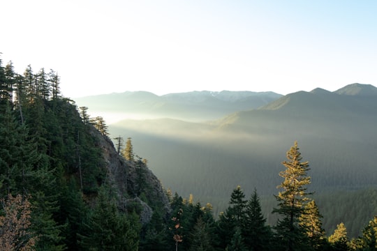 mountain with trees in nature photography in Olympic National Forest United States