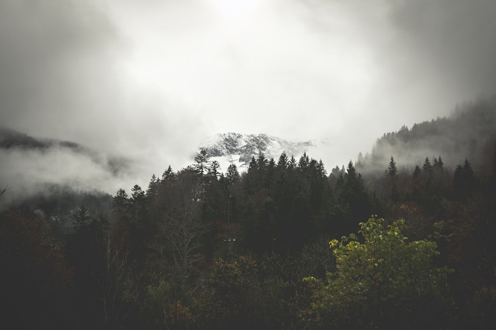 forest under fogs