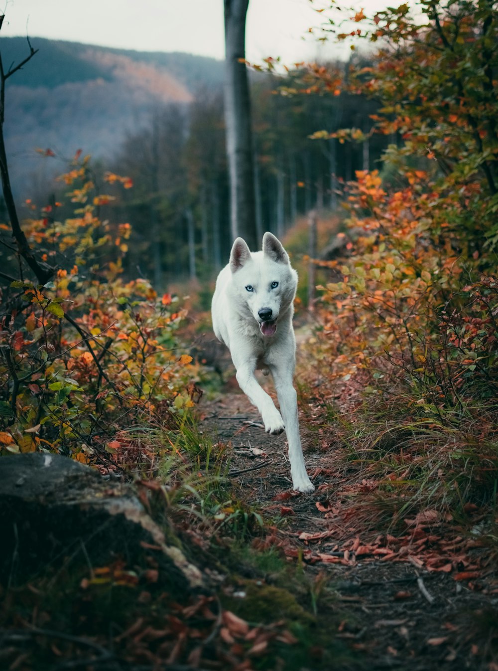 white wolf running near green plants and trees