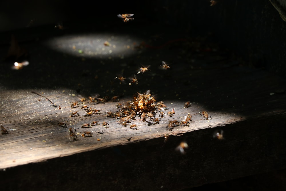 shallow focus photo of bees on brown wooden surface