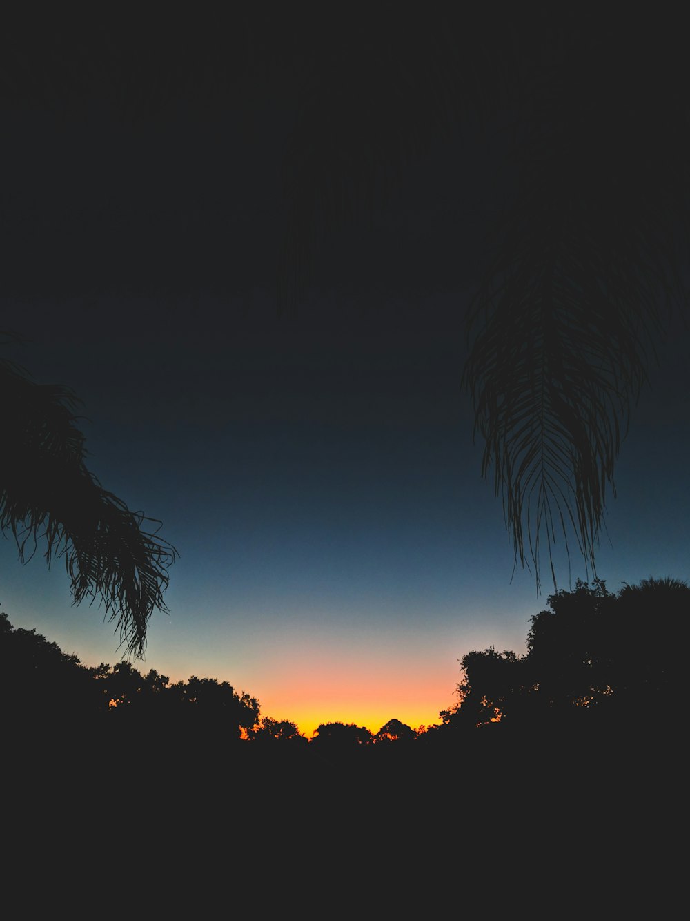 silhouette of trees against sunset landscape photography