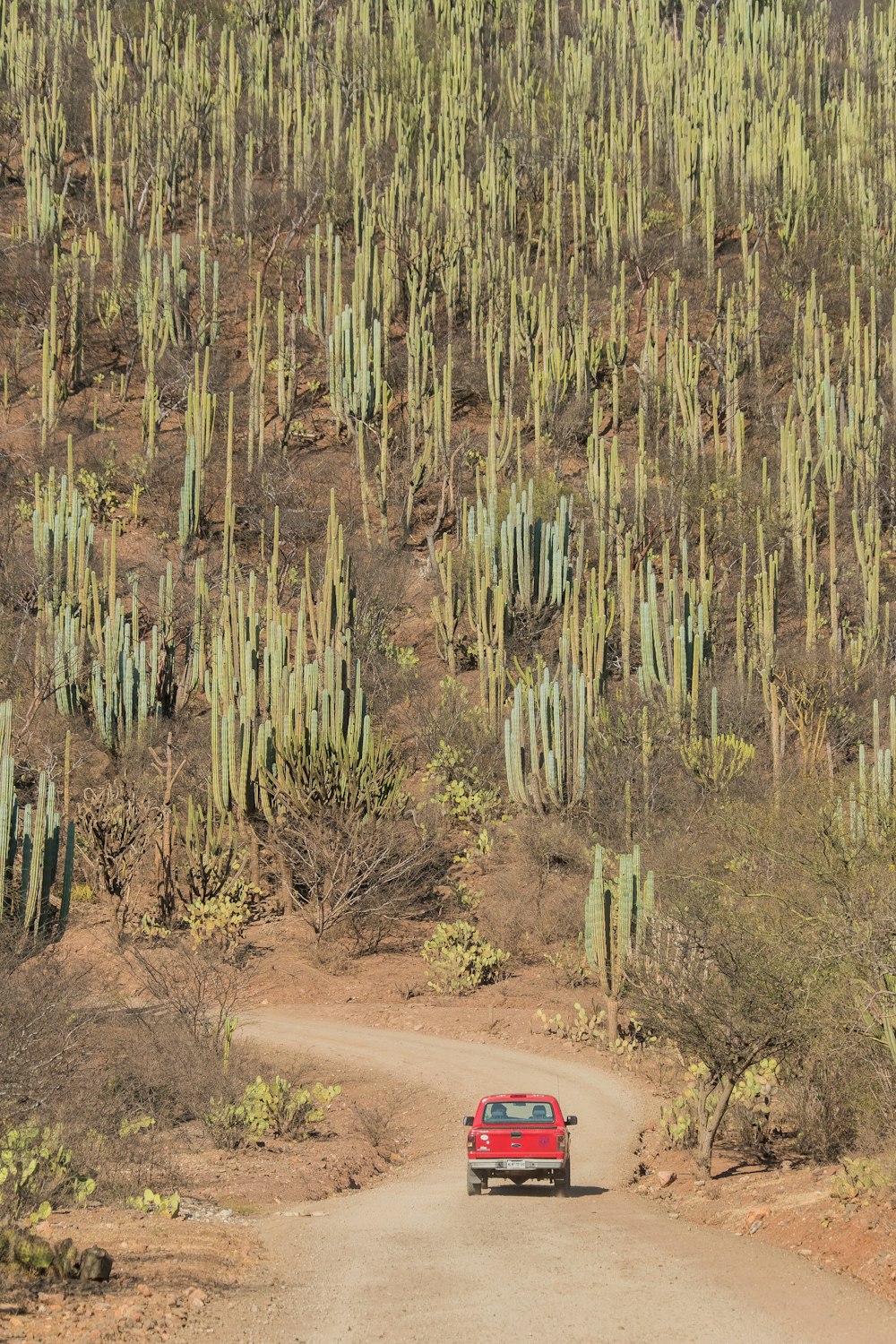 red car on road during daytime