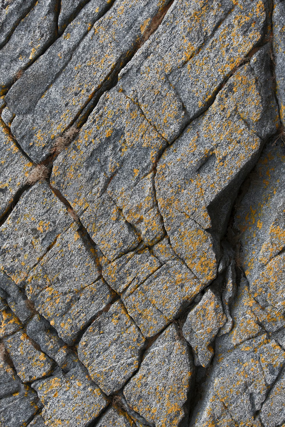 a close up of rocks with yellow lichen on them