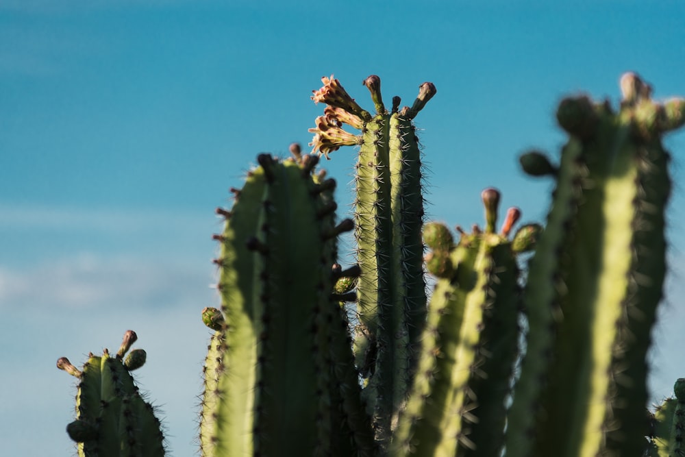 plante de cactus