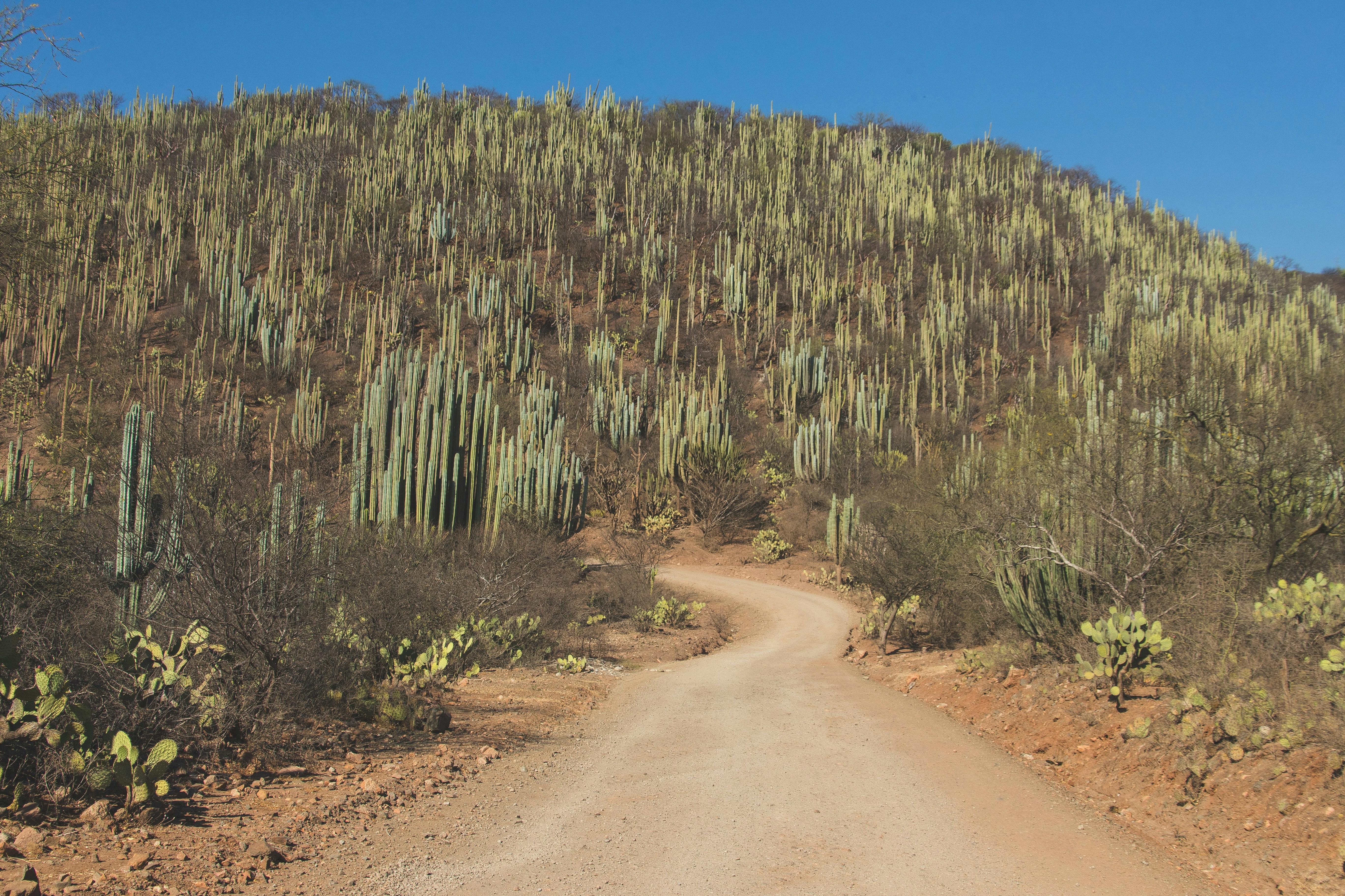 green cactuses on brown hill
