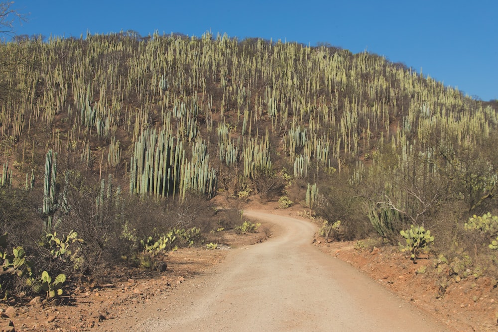 green cactuses on brown hill
