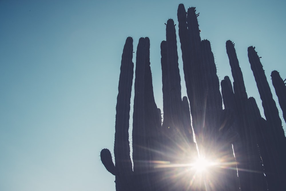 silhouette photography of cactus