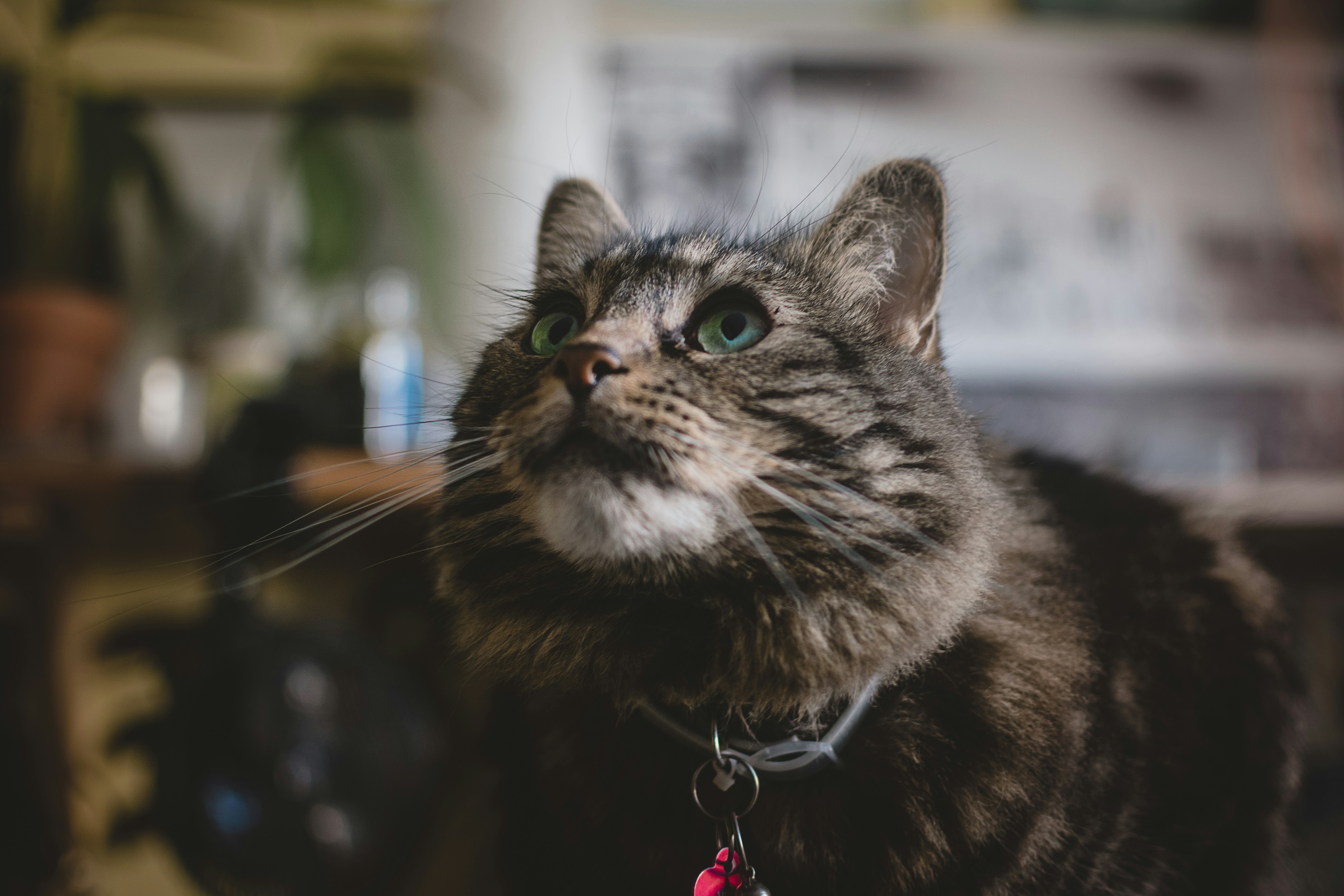 brown tabby cat