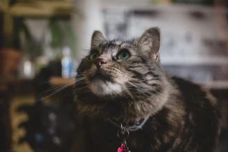 A close-up of a fluffy cat wearing a vibrant, original handmade collar, lounging comfortably indoors.
