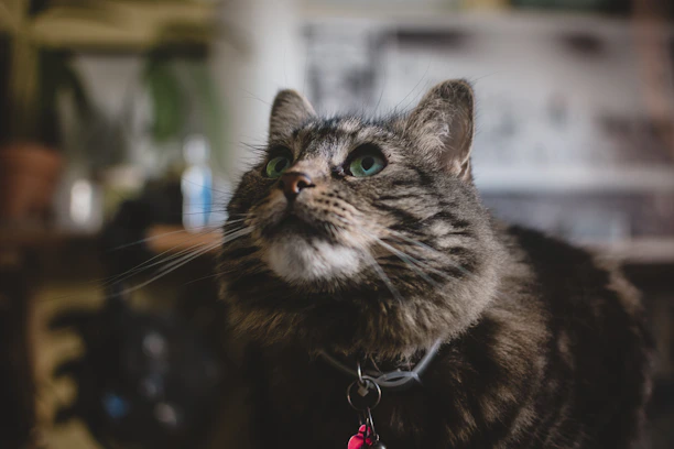 A close-up of a fluffy cat wearing a vibrant, original handmade collar, lounging comfortably indoors.