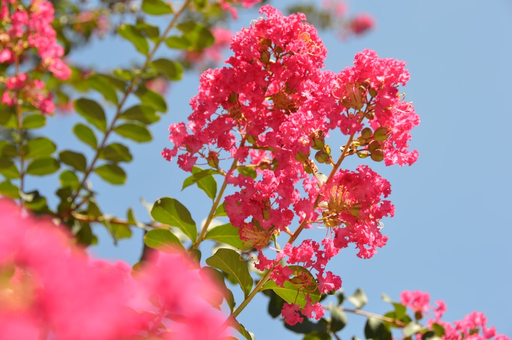 Foto de primer plano de flores de pétalos rosados