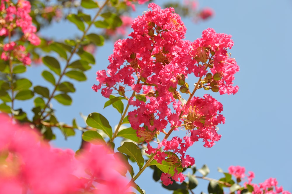 close-up photo of pink petal flowers