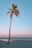 palm tree on seashore
