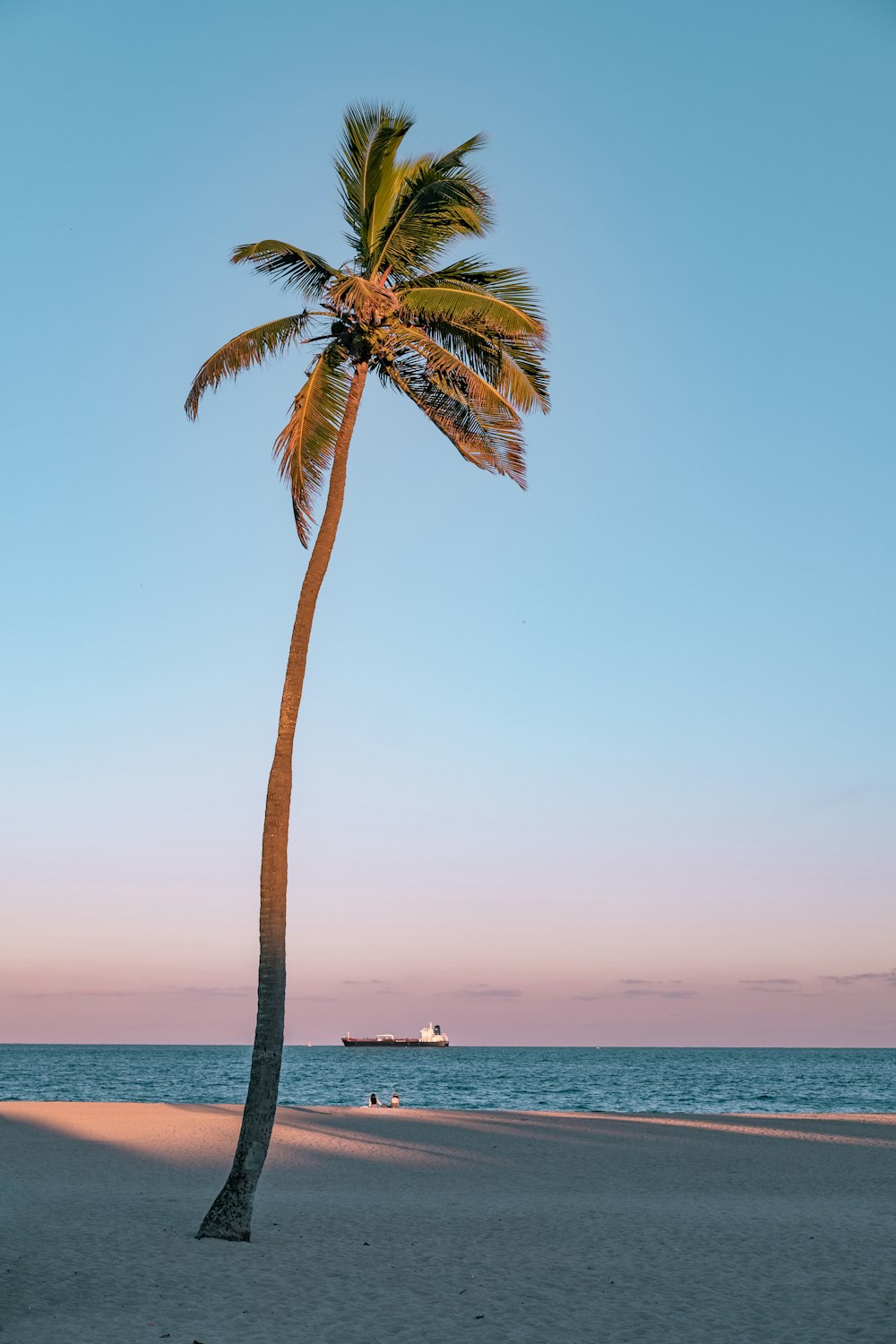 palm tree on seashore
