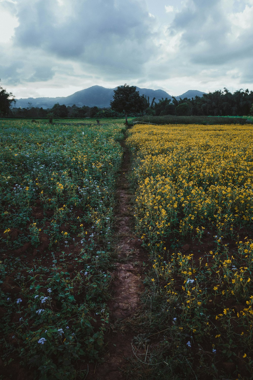 flower garden