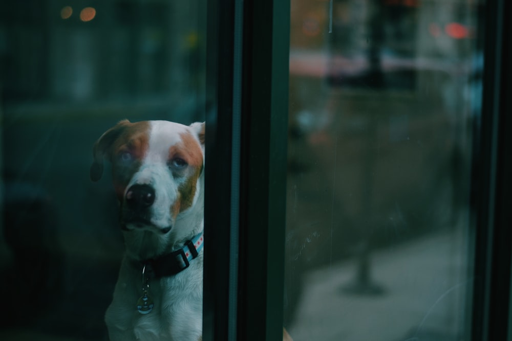 short-coated brown and white dog beside glass