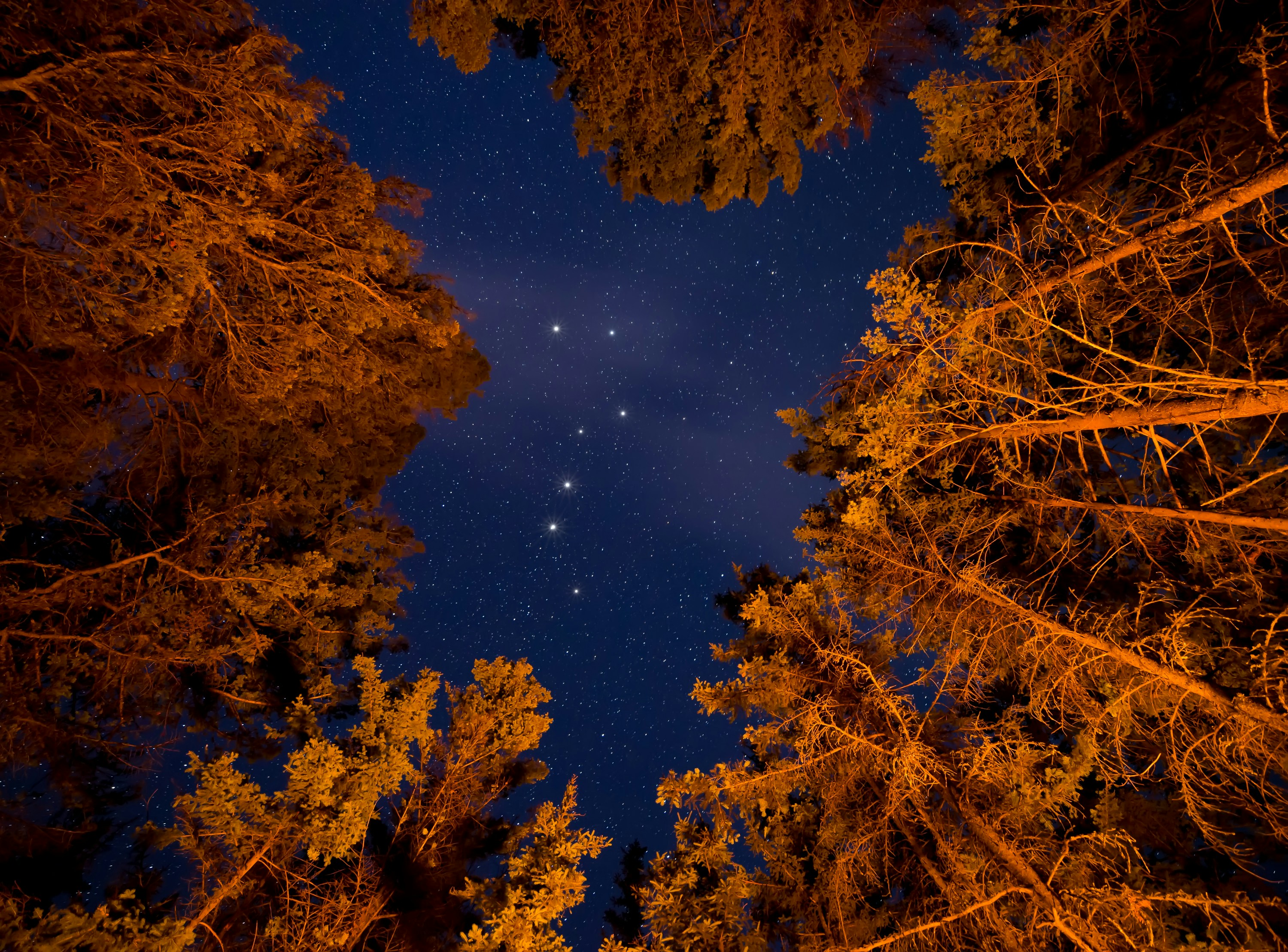 low angle photography of constellations in delaware, The big dipper through the trees above a raging campfire.