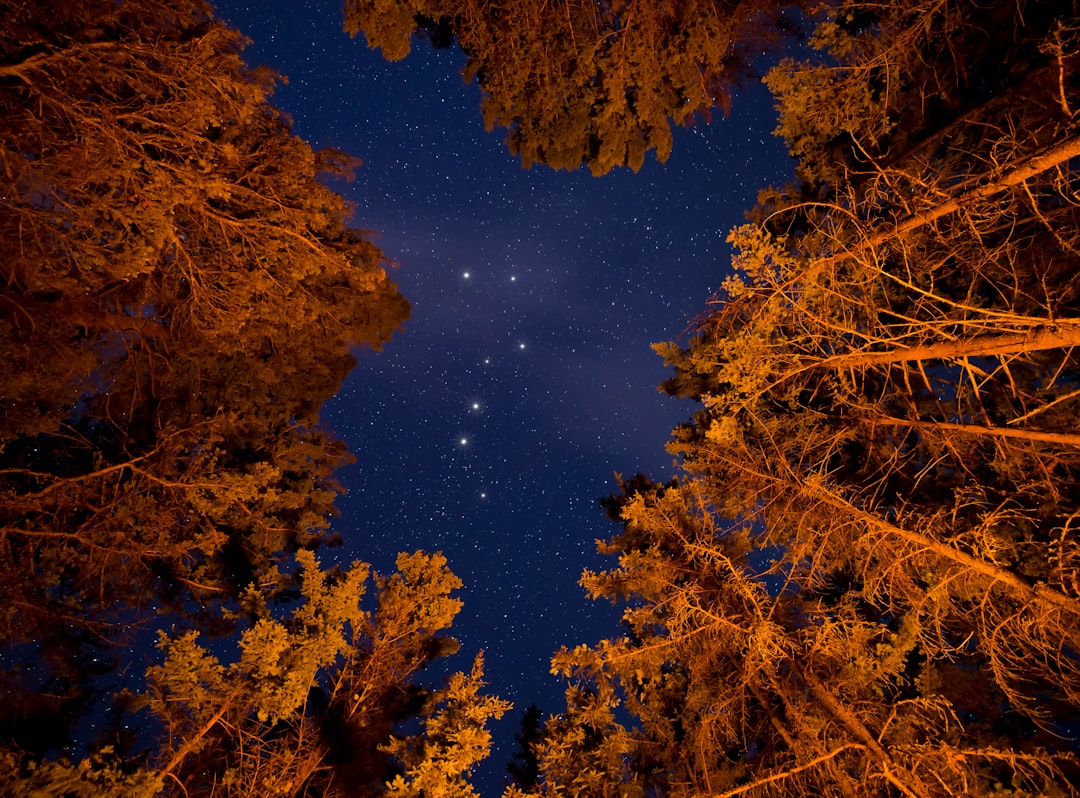 low angle photography of constellations in delaware, The big dipper through the trees above a raging campfire.