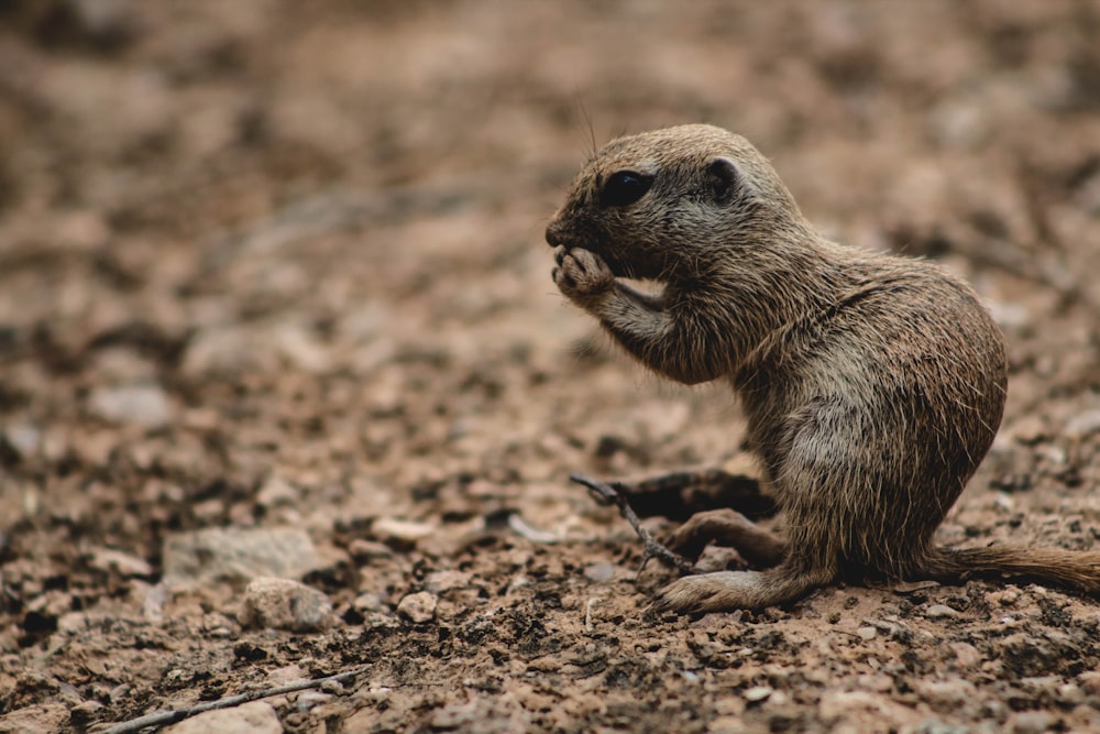 squirrel on brown soil