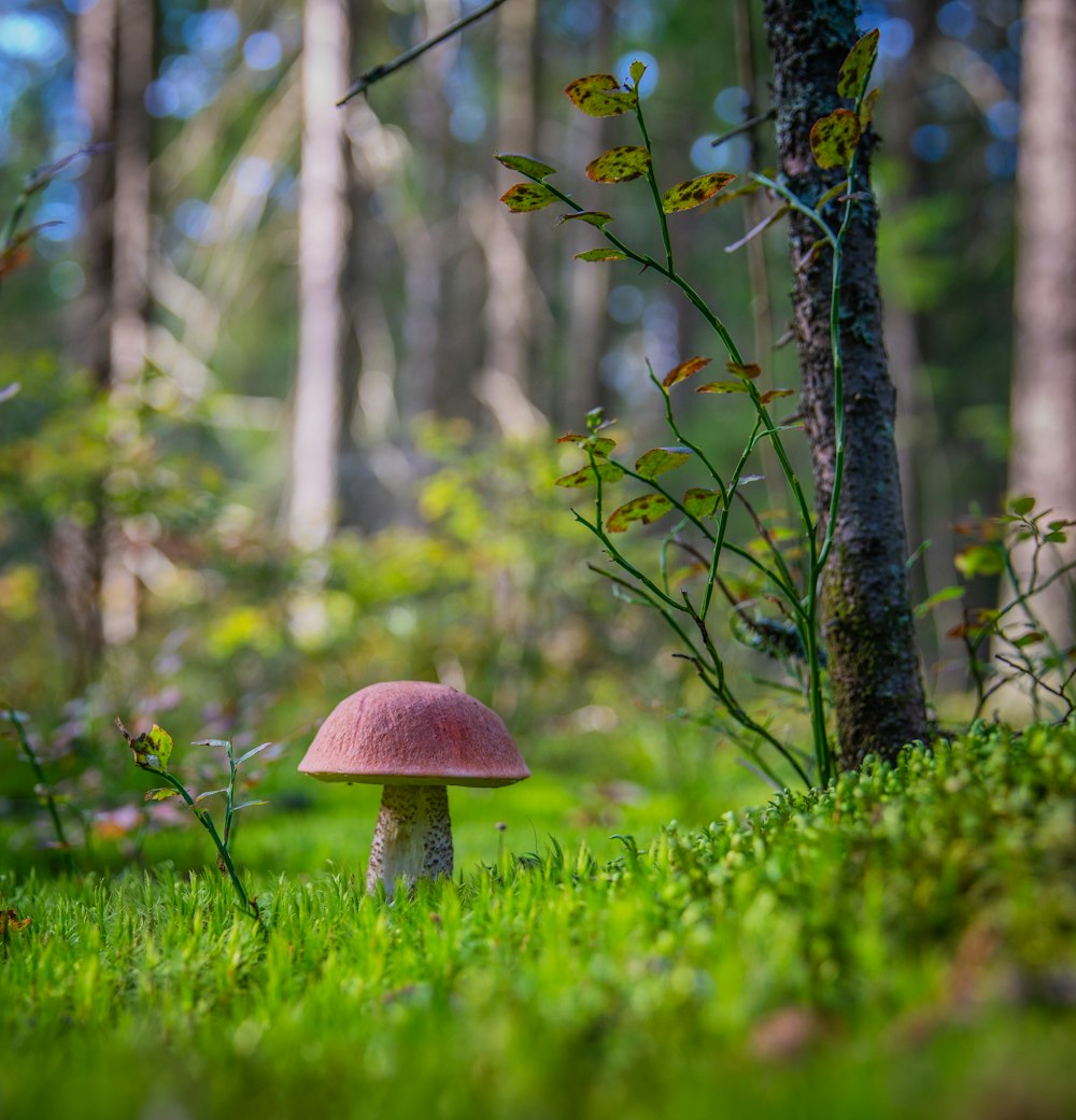 Fotografia de foco seletivo de cogumelo vermelho ao lado de plantas verdes e gramíneas