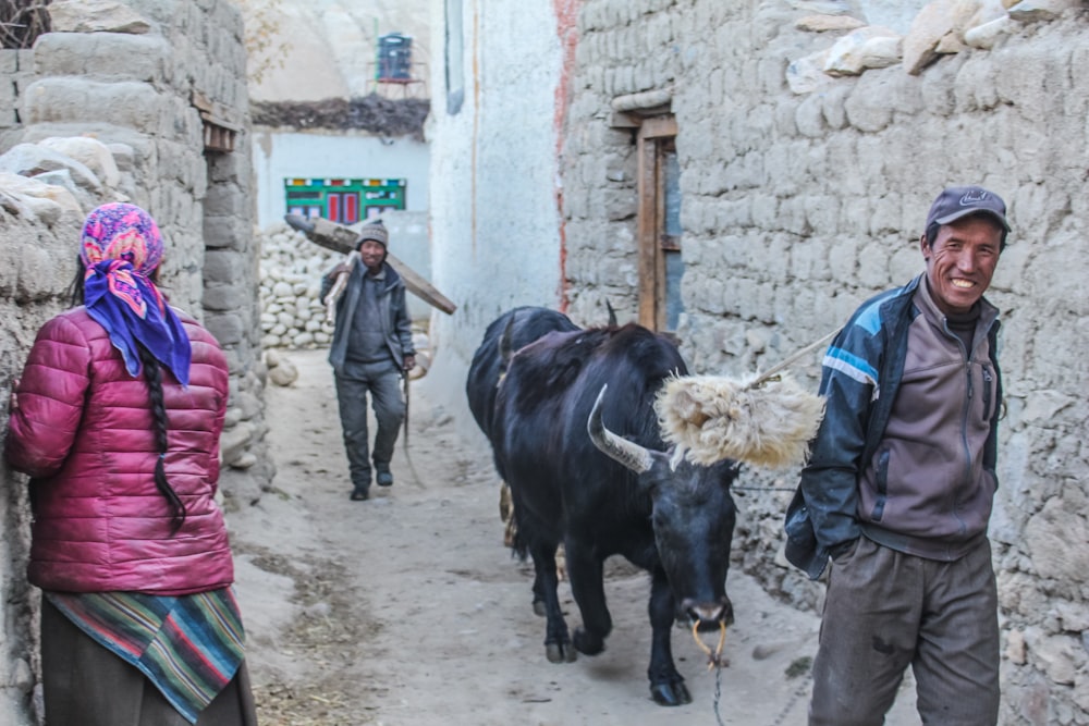 man holding leash of black cow