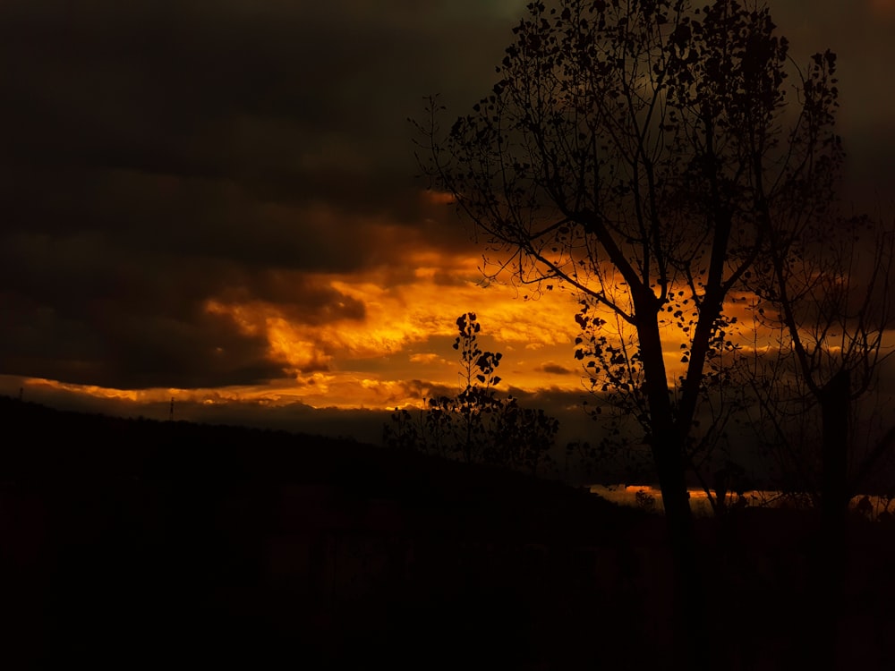 silhouette of tree