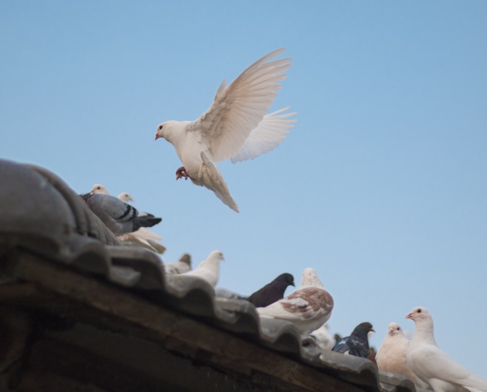 birds on roof shingle