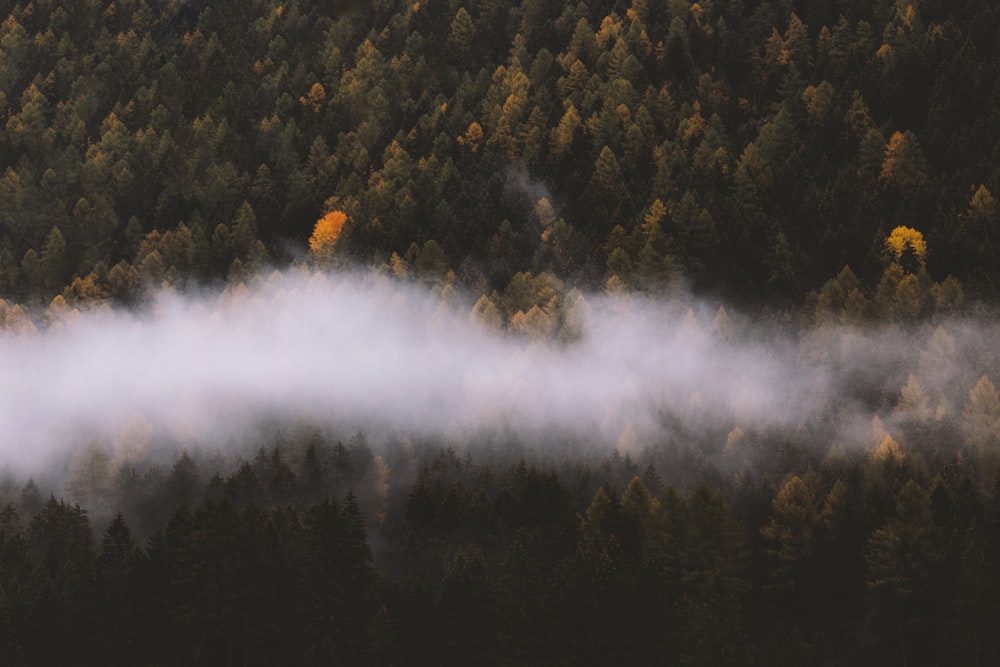 white clouds above the pine trees