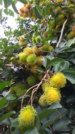 Clusters of rambutan fruits are shown hanging from tree branches. The bright fruits have a distinctive hairy appearance, ranging in color from green to yellow and red. The surrounding large and glossy green leaves provide a lush backdrop.